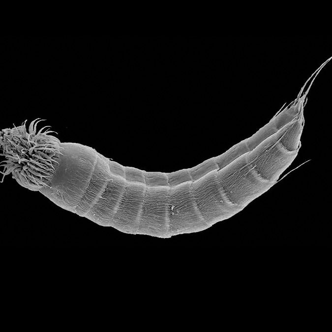 Echinoderes-skipperae Scanning electron micrograph of Echinoderes skipperae. (Image credit: Martin Sørensen)
