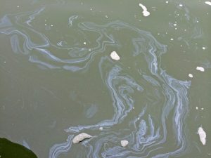 Oil on surface waters taken after spill in Galveston Bay in 2014. (Photo provided by Antonietta Quigg)