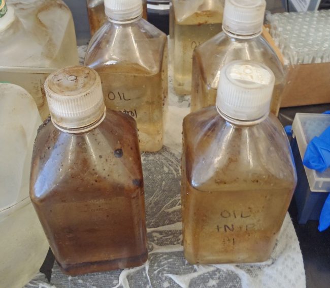 Samples collected for examining impact of spill on microbes in Galveston Bay in 2014. (Photo provided by Antonietta Quigg)