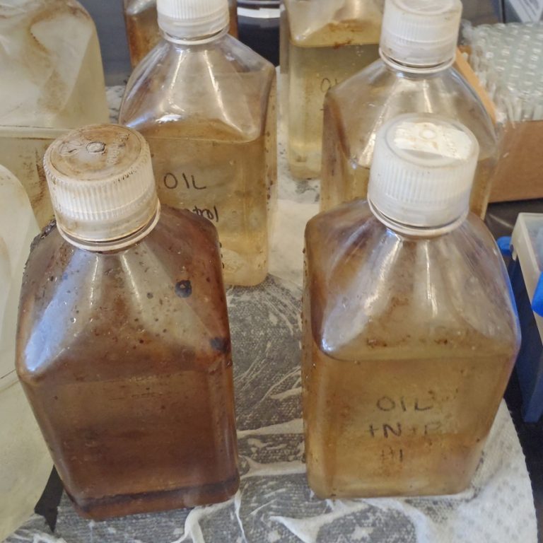 Samples collected for examining impact of spill on microbes in Galveston Bay in 2014. (Photo provided by Antonietta Quigg)