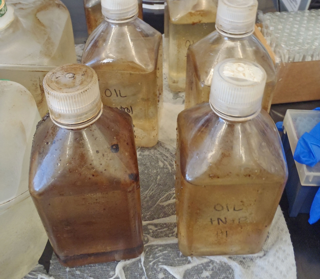 Oil-spill-GB_AS6-FEATURED Samples collected for examining impact of spill on microbes in Galveston Bay in 2014. (Photo provided by Antonietta Quigg)