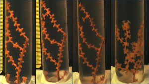 A coral specimen exposed to oil and dispersant displays declining health over time. The picture on the furthest right is a healthy control sample. Researchers from Temple University and Penn State University found the dispersant used to remediate the 2010 Deepwater Horizon oil spill in the Gulf of Mexico is more toxic to cold-water corals at lower concentrations than the spilled oil. (Credit: Erik Cordes/Temple University)