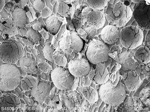 Image of dispersed oil droplets captured by Cryo-Scanning Electron Microscopy. (Image credit: Vijay John)