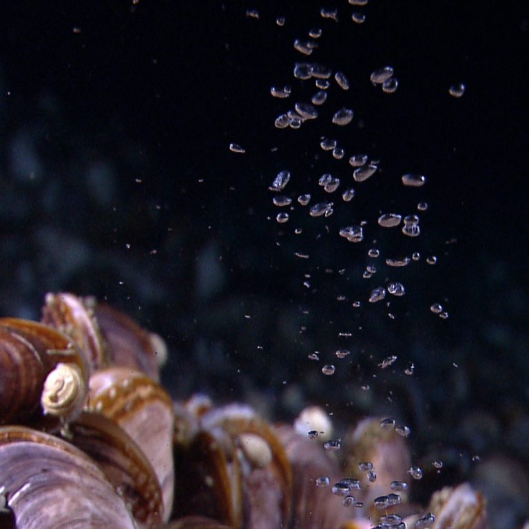 methanebubbles Methane bubbles rise through a bed of mussels near the Pascagoula Dome. (Image courtesy of the NOAA Okeanos Explorer Program)
