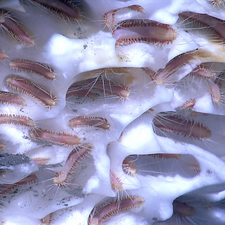 NOAA Ocean Explorer: NOAA Ship Okeanos Explorer: 2012 “Gulf of Methane ice mounds formed by natural seafloor seeps are host to ice worms, which live on and burrow into the ice. (Photo credit: NOAA Okeanos Explorer Program)