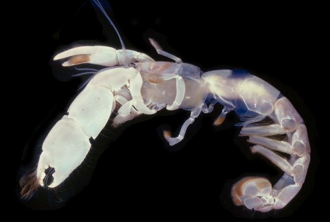An image of a Lepidophthalmus louisianensis. These mudshrimp act as bioturbators and can help with oil degradation. (Photo by Darryl Felder)
