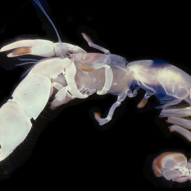 An image of a Lepidophthalmus louisianensis. These mudshrimp act as bioturbators and can help with oil degradation. (Photo by Darryl Felder)