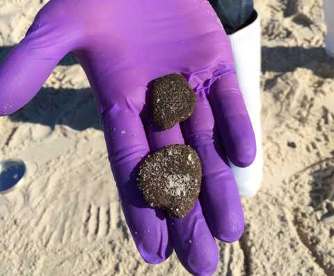 Oil soaked sand patties collected in Gulfshores, Alabama. (Photo credit: J. Suflita)