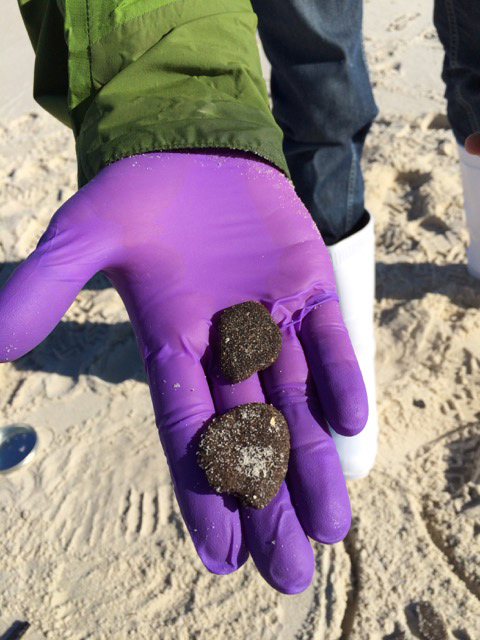 Oil soaked sand patties collected in Gulfshores, Alabama. (Photo credit: J. Suflita)