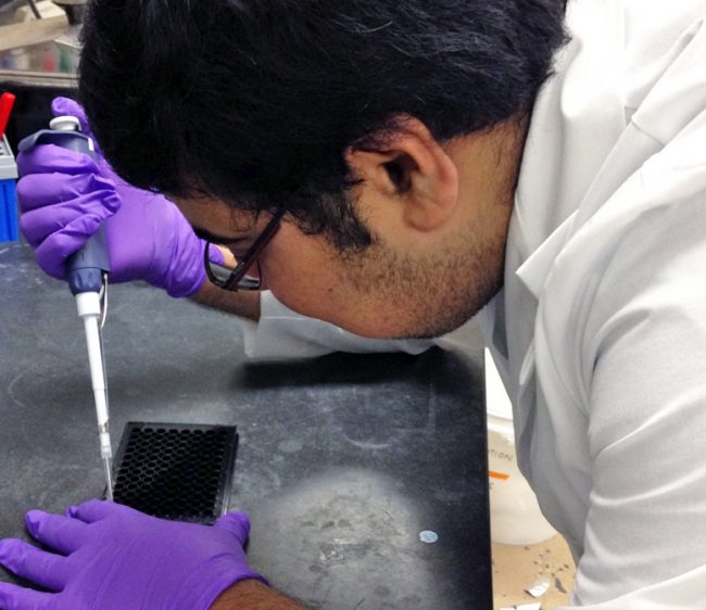 SubhamDasgupta_Large-FEATURED Subham conducts an ethoxyresorufin-O-deethylase or EROD assay to measure the activity of the detoxifying enzyme CYP1A1 under PAH exposure. (Provided by Subham Dasgupta)