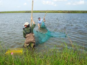 Paola Lopez-Duarte and Brian Roberts use a seine to collect nekton next to a marsh. (Photo provided by CWC)