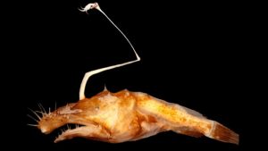 NSU researcher Tracey Sutton discovered a new species of anglerfish in the northern Gulf of Mexico. (Source: Dr. Theodore Pietsch, University of Washington)