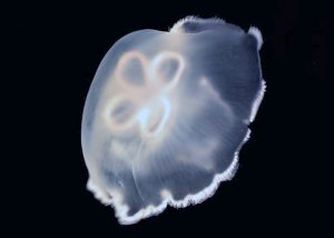 Jellyfish can help promote biodegradation by mixing oil into the water column and nourishing oil-degrading microorganisms with their mucus. (Photo credit: Brad Gemmell)