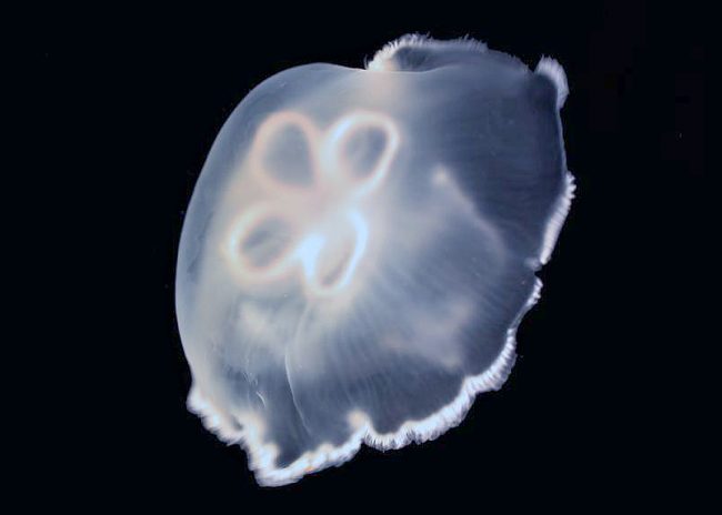 DROPPS brad gemmell jellyfish Jellyfish can help promote biodegradation by mixing oil into the water column and nourishing oil-degrading microorganisms with their mucus. (Photo credit: Brad Gemmell)