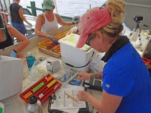 C-IMAGE researchers collect fish data for analyses looking for evidence of Deepwater Horizon oil contamination. (Photo credit: Elizabeth 'Liz' Herdter
