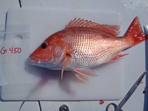 A red snapper collected from Gulf of Mexico waters for oil spill impact studies. (Photo provided by Joseph Tarnecki)