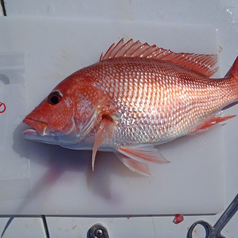 C-IMAGE_TarneckiG450-Red-Snapper-9-20-2012-web A red snapper collected from Gulf of Mexico waters for oil spill impact studies. (Photo provided by Joseph Tarnecki)