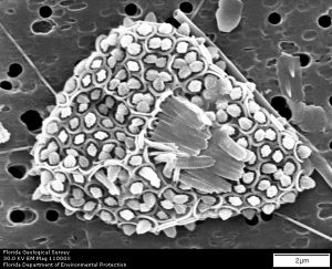 A microscopic image of Navilithus altivelum, one of the species that Cruz studied. (Photo provided by Jarrett Cruz)
