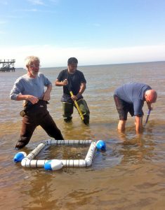 Nihar (center) collects razor clams from Choctawhatchee Bay in Defuniac Springs, Florida, with Dr. Paul Klerks (left) and fellow graduate student Alex Kascak (right). (Photo credit: Lujun Luo)