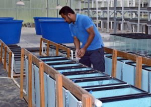 Nihar samples sediment and water from microcosms in the project’s greenhouse. (Photo credit: Suchandra Hazra)