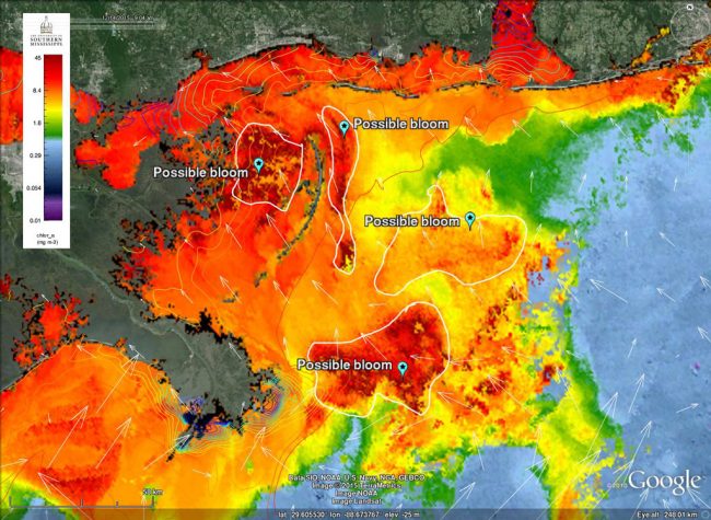 CONCORDE_Viirs_chl_dec14_7dayLP-WEB An ocean color satellite imagery from the Visible Infrared Imaging Radiometer Suite coupled with the US Navy’s high resolution circulation models. Researchers used a combination of ocean color satellite products and modeled data to delineate the "possible phytoplankton blooms," but they need more field work data to confirm these blooms and determine if they are Karenia brevis blooms. (Image credit: Ocean Weather Laboratory)