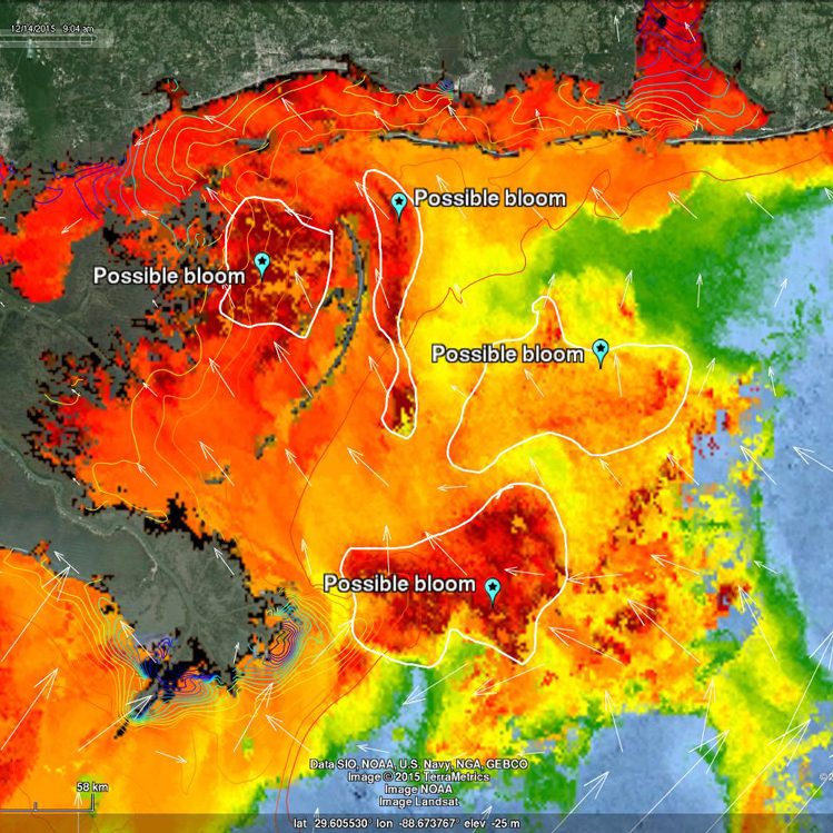 CONCORDE_Viirs_chl_dec14_7dayLP-WEB An ocean color satellite imagery from the Visible Infrared Imaging Radiometer Suite coupled with the US Navy’s high resolution circulation models. Researchers used a combination of ocean color satellite products and modeled data to delineate the "possible phytoplankton blooms," but they need more field work data to confirm these blooms and determine if they are Karenia brevis blooms. (Image credit: Ocean Weather Laboratory)