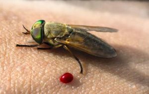 A greenhead horse fly sits next to a drop of blood on human skin. (Photo by Claudia Husseneder, LSU AgCenter)