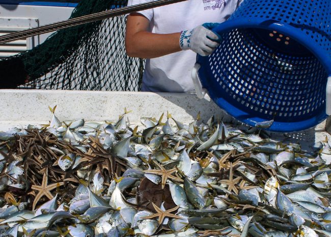ACER_CatchatIslands-WEB Marine animals caught during the Spring 2015 trawling cruise near the Chandeleur Islands. Atlantic Bumper dominated this haul but Lined Sea Stars were also caught as well as a Lesser Electric Ray (bottom center). (Photo courtesy of ACER)