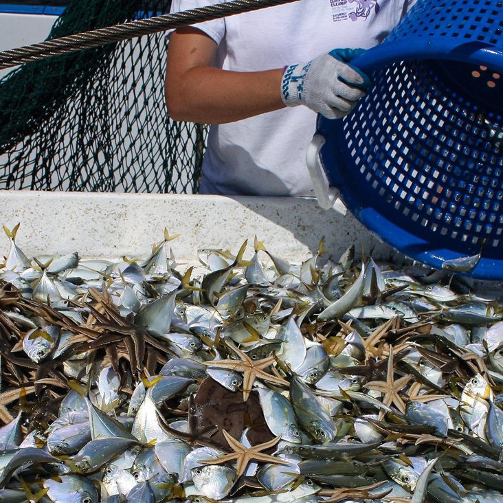 ACER_CatchatIslands-WEB Marine animals caught during the Spring 2015 trawling cruise near the Chandeleur Islands. Atlantic Bumper dominated this haul but Lined Sea Stars were also caught as well as a Lesser Electric Ray (bottom center). (Photo courtesy of ACER)