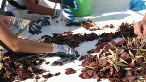 Researchers found Sea Pansies and Lined Sea Stars when trawling offshore of the Chandeleur Islands during the Spring 2015 survey. This survey will help document mid and higher level consumer diversity and abundance across the northern Gulf of Mexico. (Photo courtesy of ACER)