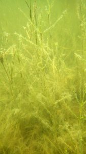 Four species of submerged aquatic vegetation provide important habitat for juvenile organisms and can be found in the calm shallow waters on the western side of the Chandeleur Islands. This photo of widgeon grass (Ruppia maritima) was taken during a sampling expedition to the Chandeleur Islands, May 2015. (Photo courtesy of ACER)