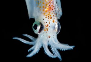 Squid Abralia redfieldi. (Photo by Dante´ Fenolio)