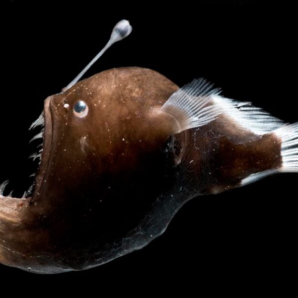 Deepend_Melanocetus-johnsoni_Y-FEATURED One of many fascinating creatures in the deep Gulf of Mexico is the Melanocetus johnsoni. This anglerfish has a fleshy growth from its head (the esca or illicium) that acts as a lure. (Photo by Dante´ Fenolio)