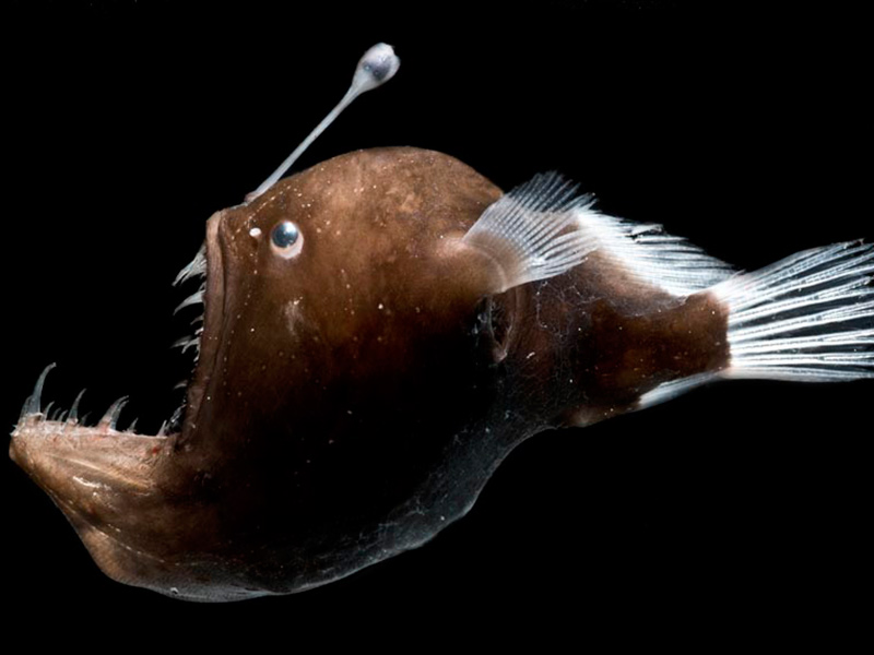 One of many fascinating creatures in the deep Gulf of Mexico is the Melanocetus johnsoni. This anglerfish has a fleshy growth from its head (the esca or illicium) that acts as a lure. (Photo by Dante´ Fenolio)