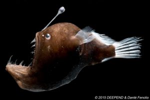 One of many fascinating creatures in the deep Gulf of Mexico is the Melanocetus johnsoni. This anglerfish has a fleshy growth from its head (the esca or illicium) that acts as a lure. (Photo by Dante´ Fenolio)
