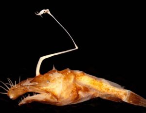 DEEPEND researchers found a new species of deep-sea anglerfish, Lasiognathus dinema, between 1,000-1,500 meters depth in the northern Gulf of Mexico (Pietsch and Sutton, 2015). Newsweek chose this species as one of the top 20 new species discovered in 2015. (Photo by Theodore Pietsch)