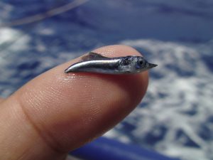 A juvenile blue marlin. Shelf and slope waters in the Deepwater Horizon spill area serve as critical spawning, nursery, and foraging habitat of several important oceanic species (billfishes, tunas, swordfish, dolphinfishes). Ichthyoplankton surveys will help DEEPEND investigate potential ecological effects of the spill on early-life stages of pelagic fishes. (Photo provided by Jay Rooker)