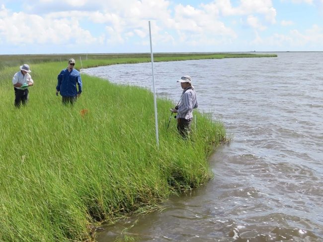 Researchers collect field data in a Louisiana salt marsh. From Louisiana State University is Qianxin Lin (center). From Atkins Consulting are Don Deis (far left) and Stephan Bourgoin. (Photo provided by John Fleeger)