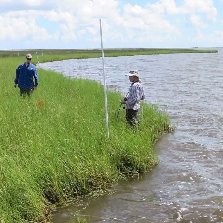Fleeger_CollectingSpartina-WEB Researchers collect field data in a Louisiana salt marsh. From Louisiana State University is Qianxin Lin (center). From Atkins Consulting are Don Deis (far left) and Stephan Bourgoin. (Photo provided by John Fleeger)
