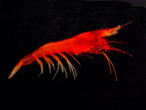 A.purpurea, a Gulf shrimp species that that spews a glowing bioluminescent cloud from its mouth when attacked, is one of the crustaceans Laura and Team Crusty are studying. (Photo credit: Dr. Dante Fenolio)