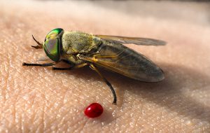 A greenhead horse fly partakes in a blood meal. (Photo by Claudia Husseneder)