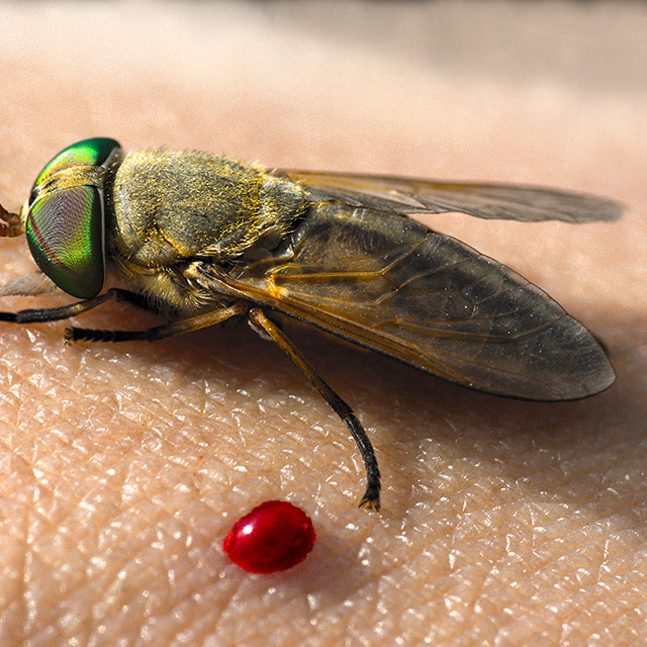 IMG_9702TabanidWithBlooddrop-WEB A greenhead horse fly partakes in a blood meal. (Photo by Claudia Husseneder)