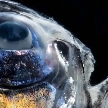 Argyropelecus aculeatus. (© 2015 DEEPEND/Danté Fenolio)