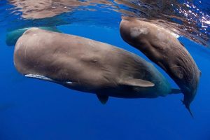 Sperm whales photographed by Franco Banfi. (Copyright, Franco Banfi, all rights reserved. Image provided here as fair use for education purposes and to acquaint new viewers with Banfi’s work)