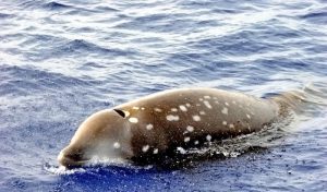 A Cuviers’ beaked whale. (Photo courtesy of Ocean Treasures Memorial Library)