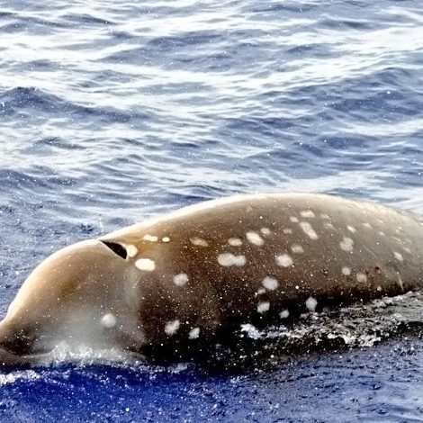 cuviers-beaked-whale_OceanTreasury A Cuviers’ beaked whale. (Photo courtesy of Ocean Treasures Memorial Library)