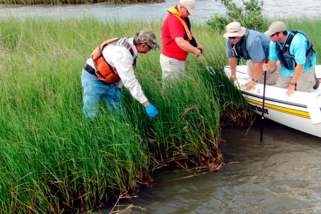 team.checking.for_.oil_ NOAA's Natural Resources Damage Assessment team and others check for oil in Louisiana marshes. (Credit: NOAA)