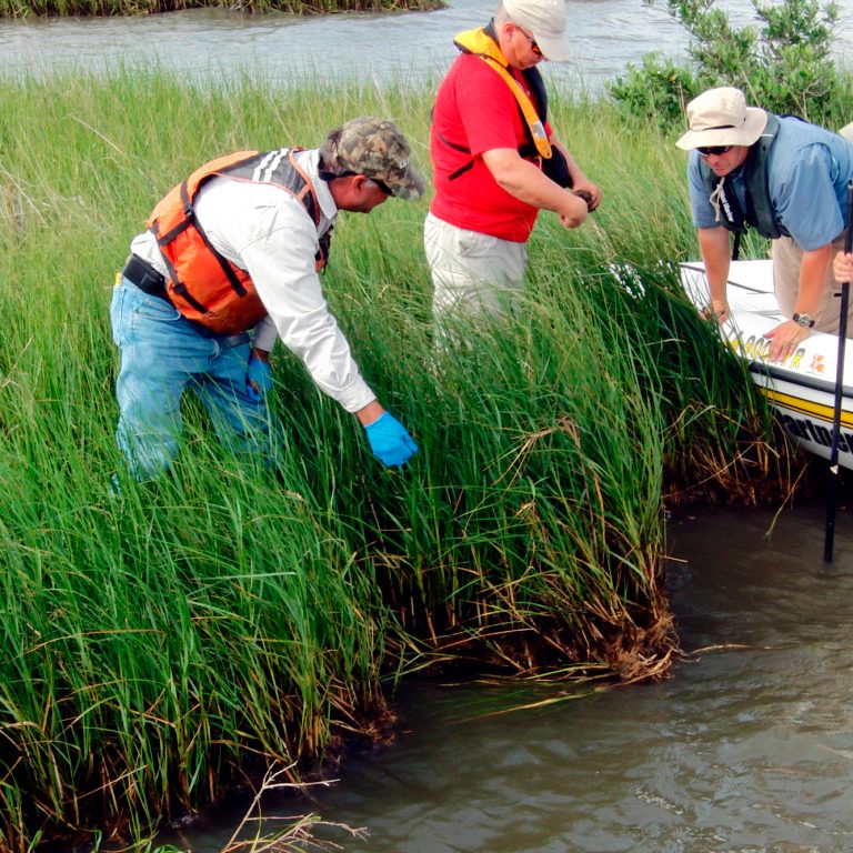 NOAA's Natural Resources Damage Assessment team and others check for oil in Louisiana marshes. (Credit: NOAA)