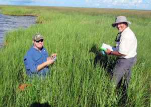 Stefan Bourgoin and Don Deis sampling fiddler crabs and periwinkles at a study site in Barataria Bay, Louisiana. (Provided by Don Deis)