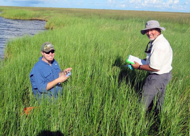 BourgoinDeisBarataria-WEB Stefan Bourgoin and Don Deis sampling fiddler crabs and periwinkles at a study site in Barataria Bay, Louisiana. (Provided by Don Deis)